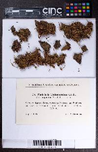 Asterella lindenbergiana image