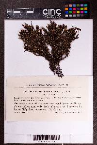 Scapania undulata image