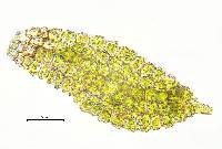 Bryum argenteum image