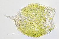 Bryum argenteum image