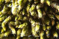 Bryum argenteum image