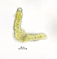 Didymodon rigidulus image