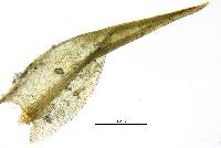Ceratodon purpureus image