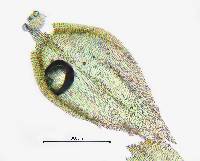 Brachytheciastrum fendleri image