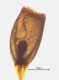 Brachytheciastrum fendleri image