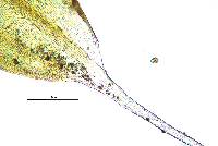 Jaffueliobryum wrightii image
