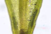 Weissia ligulifolia image