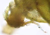 Haplocladium angustifolium image