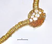 Syntrichia ruralis image