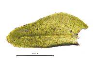 Pseudanomodon attenuatus image