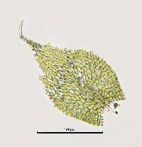 Fabronia ciliaris image