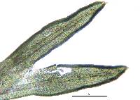 Weissia ligulifolia image