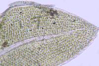 Fissidens sublimbatus image