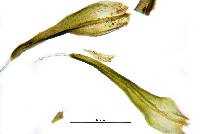 Grimmia arizonae image