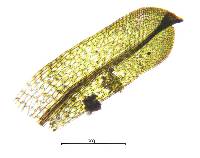 Scopelophila ligulata image