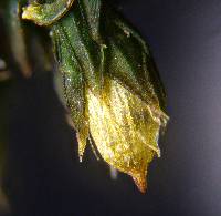 Orthotrichum diaphanum image