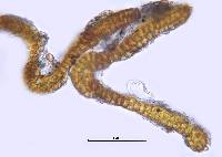 Grimmia pilifera image