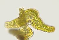 Grimmia pilifera image