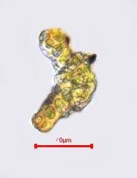 Schistidium papillosum image