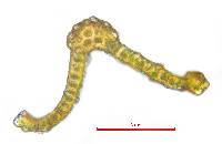 Schistidium papillosum image