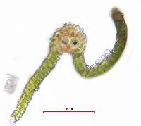 Rhexophyllum subnigrum image