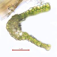 Hymenoloma mulahaceni image
