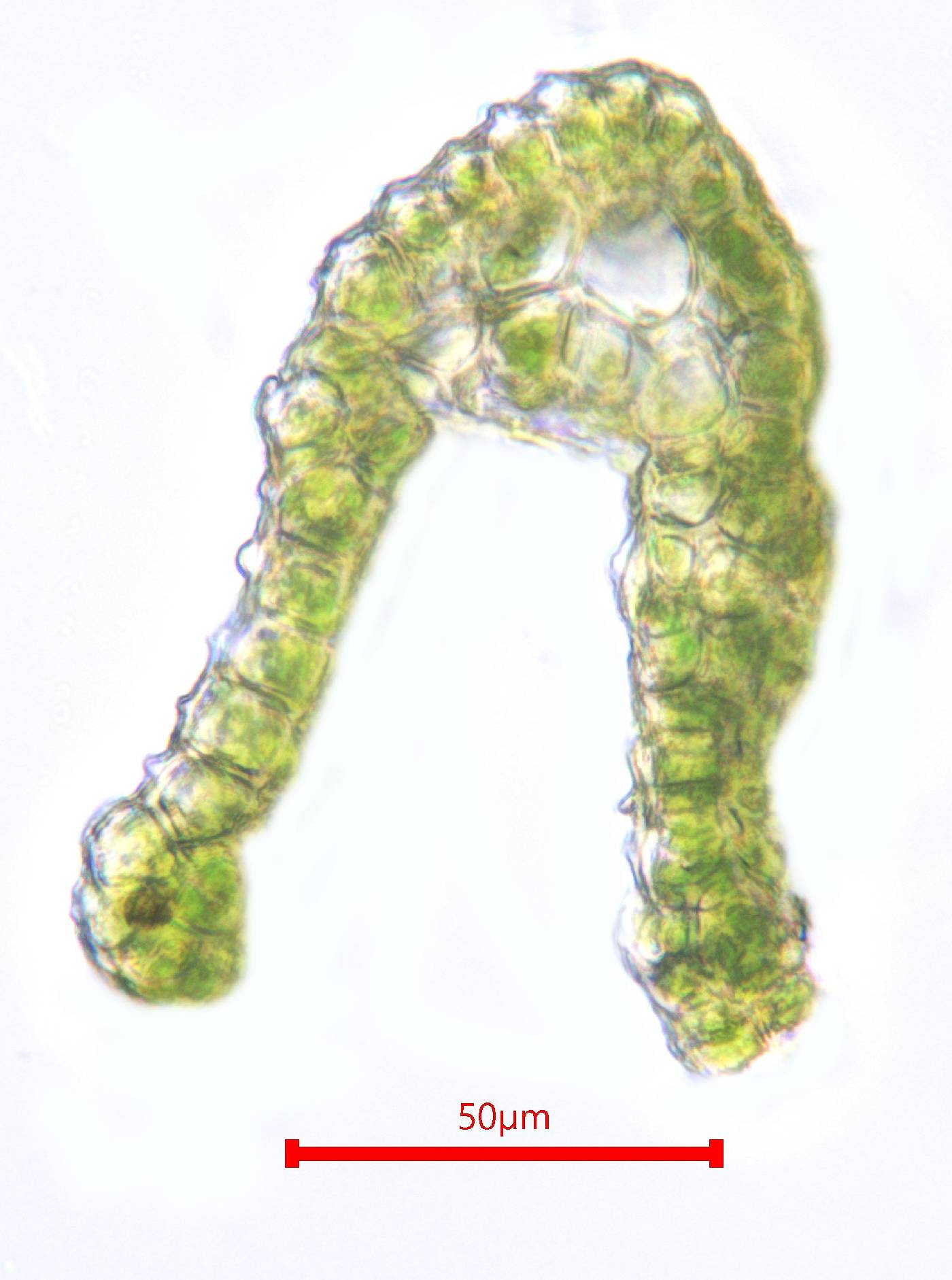 Hymenoloma mulahaceni image