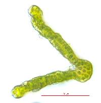 Grimmia pilifera image