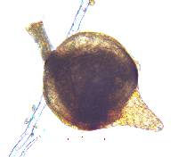 Pterygoneurum subsessile image