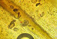 Grimmia plagiopodia image