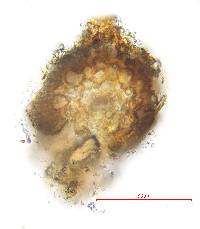 Grimmia plagiopodia image