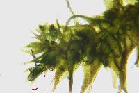 Lindbergia brachyptera image