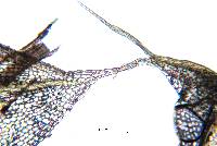 Entosthodon americanus image