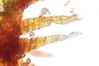 Entosthodon americanus image
