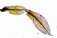 Rosulabryum laevifilum image