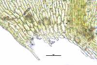 Rhynchostegium aquaticum image