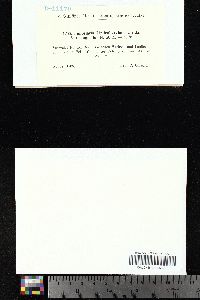 Asterella lindenbergiana image