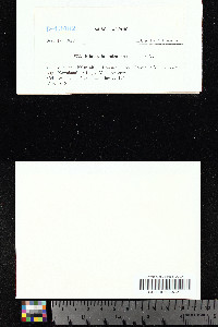 Blindia japonica image