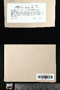 Grimmia elongata image