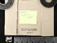 Grimmia ovalis image