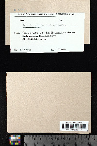 Grimmia ovalis image