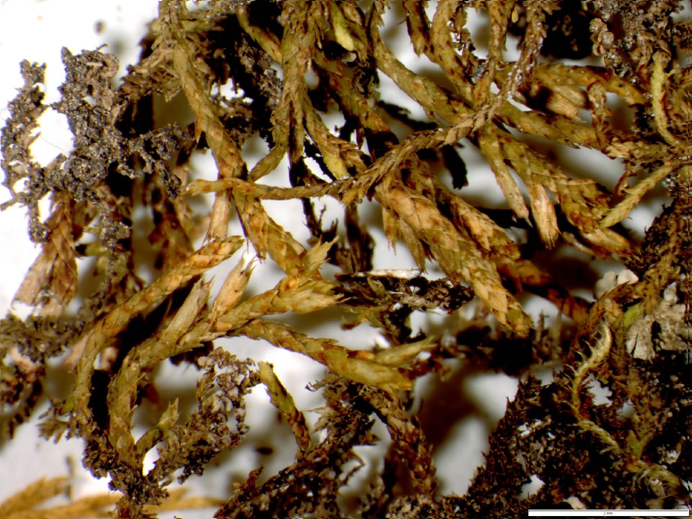 Cryphaea glomerata image