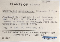 Campylopus arctocarpus image