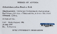 Orthotrichum pallens image