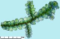 Porella arboris-vitae image