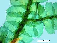 Porella japonica image