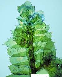Image of Porella japonica