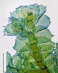 Porella japonica image