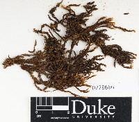 Grimmia abyssinica image