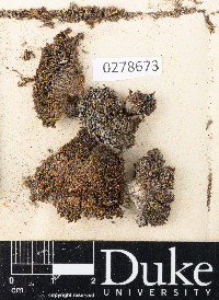 Grimmia anodon image